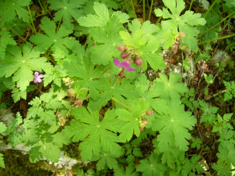 Geranium phaeum